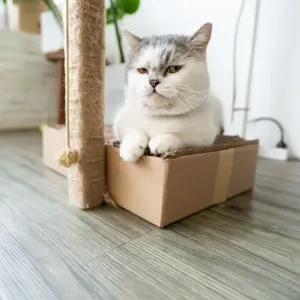 猫のおしっこが赤い・ピンク…これって血尿？原因と受診の目安のサムネイル