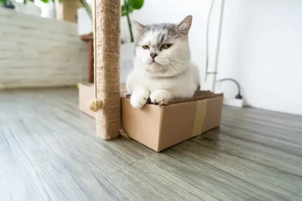 猫のおしっこが赤い・ピンク…これって血尿？原因と受診の目安
