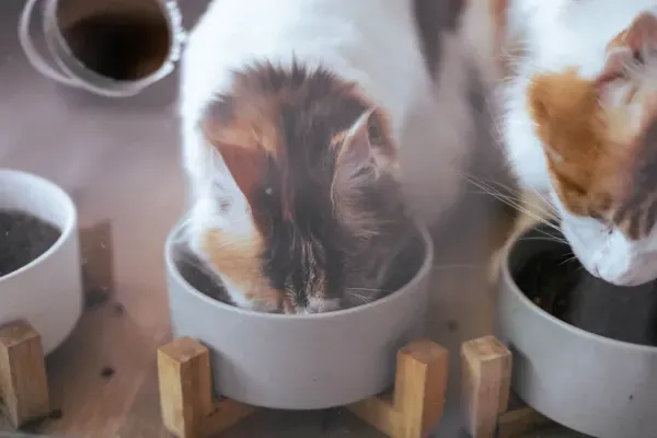 猫を多頭飼いするとうつる病気はある？感染症のリスクと予防のポイント