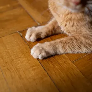 猫が爪切りを嫌がる…暴れる子でも安全にできるコツとやり方のサムネイル