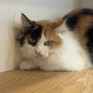 家族のサムネイル