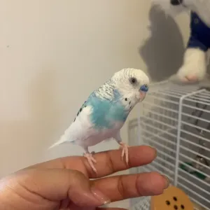大先輩のサムネイル
