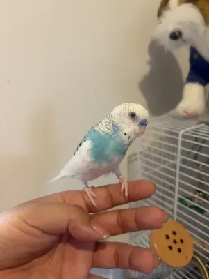 大先輩