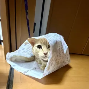 猫あるあるのサムネイル