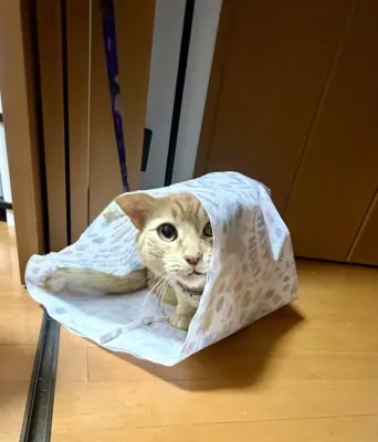猫あるある