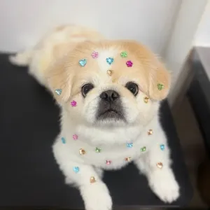 にこにこのサムネイル