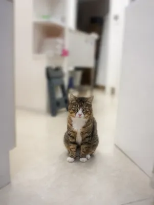 見てる