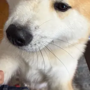 親戚のかわいいお友達🐶のサムネイル