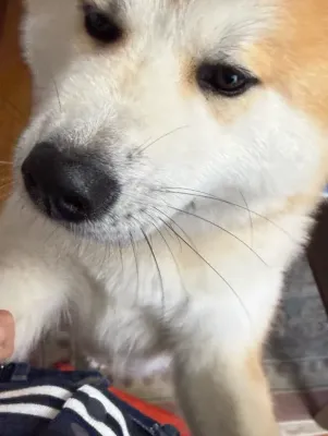 親戚のかわいいお友達🐶