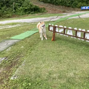 秋田犬🐶のサムネイル