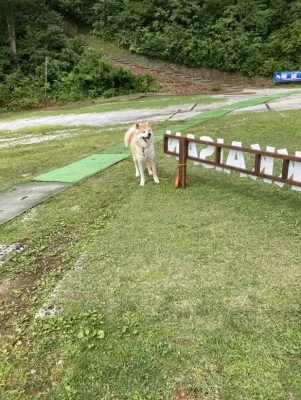 秋田犬🐶