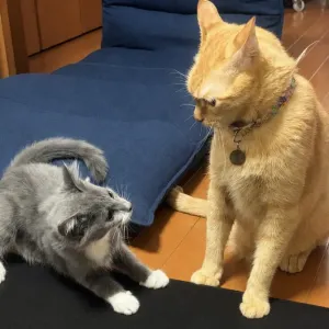 学びのサムネイル