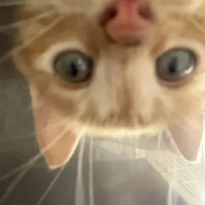 kawaiiのサムネイル
