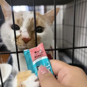 大好物のサムネイル