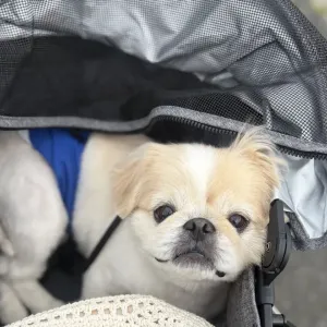 便利のサムネイル