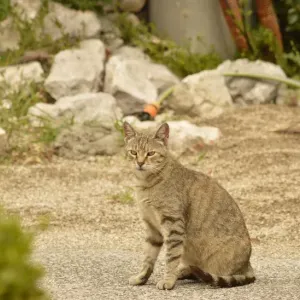 野良猫を保護したらどうすればいい？庭に来る猫・ケガした猫の対応のサムネイル