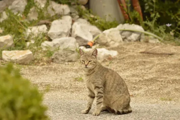 野良猫を保護したらどうすればいい？庭に来る猫・ケガした猫の対応
