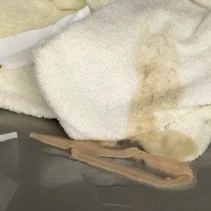 これはなんでしょう❓のサムネイル