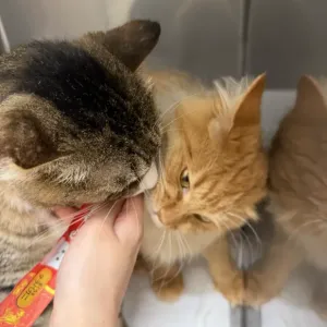 保護猫ちゃん紹介🐱のサムネイル