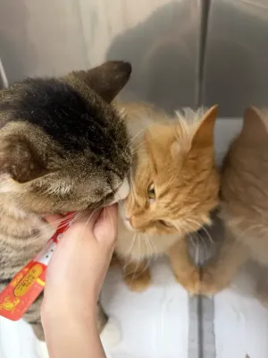 保護猫ちゃん紹介🐱