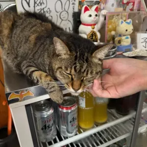 休日ブログのサムネイル