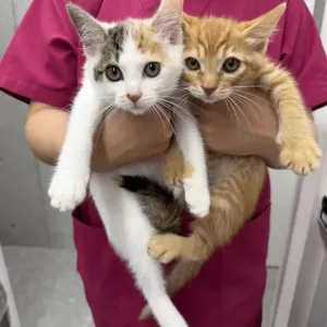 保護猫ちゃんの紹介🐈のサムネイル