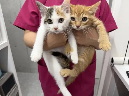 保護猫ちゃんの紹介🐈
