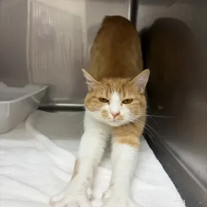 可愛い手🐾のサムネイル