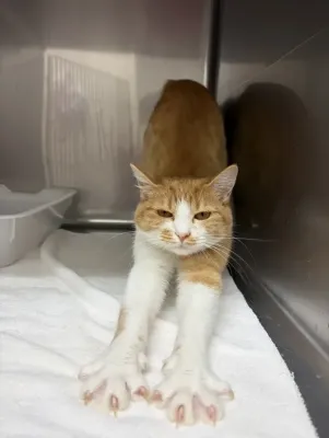 可愛い手🐾