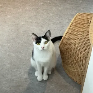 猫の気持ちのサムネイル
