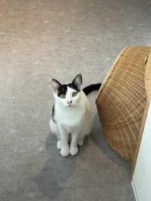 猫の気持ち