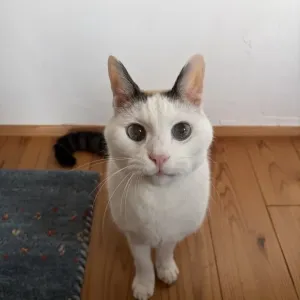 おじいちゃん猫のサムネイル