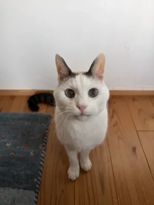 おじいちゃん猫