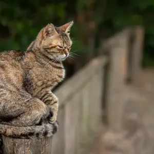 猫がしっぽを振るのはなぜ？振り方でわかる猫の気持ちと注意サインのサムネイル