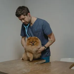 犬の健康診断は何歳から必要？頻度の目安と検査でわかることをやさしく解説のサムネイル