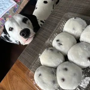 101匹わんちゃん🐩のサムネイル