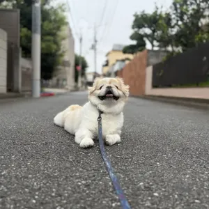 秋の予定のサムネイル