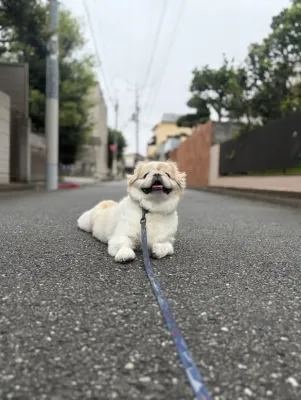 秋の予定
