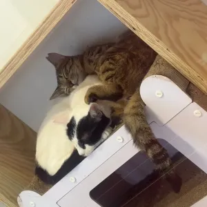 意外な組み合わせのサムネイル