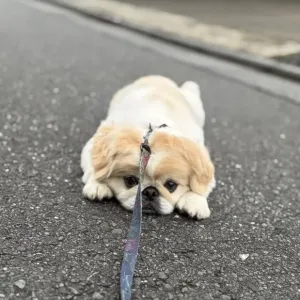 マダムが好きのサムネイル