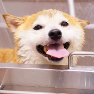 犬のシャンプーはどれくらいの頻度がいい？皮膚を守る洗い方と乾かし方のサムネイル