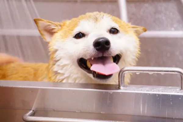 犬のシャンプーはどれくらいの頻度がいい？皮膚を守る洗い方と乾かし方