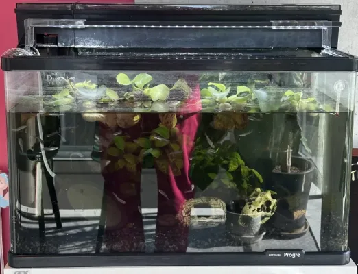 仲間が増えました🐟