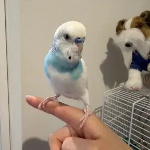 ラムネちゃんのサムネイル