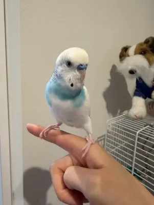 ラムネちゃん