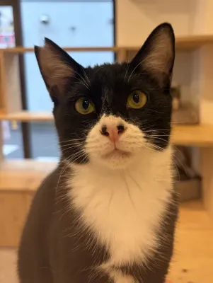 保護猫ちゃん紹介🐱
