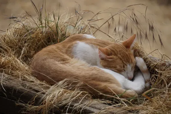 猫も認知症になるの？夜鳴き・徘徊が増えたときに考えたいこと