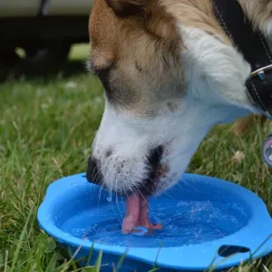 犬が水をよく飲む・おしっこが増えた｜考えられる病気と受診の目安のサムネイル