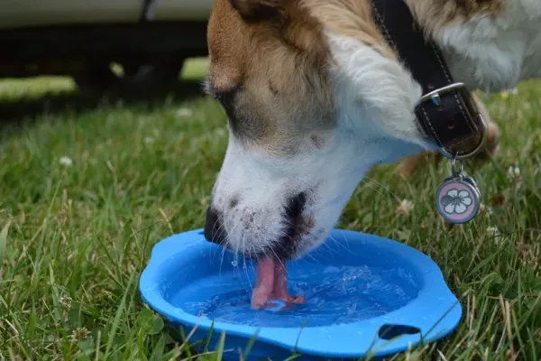 犬が水をよく飲む・おしっこが増えた｜考えられる病気と受診の目安