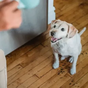 犬がおしりを床にこすりつける｜肛門腺しぼりは必要？やり方と受診の目安のサムネイル